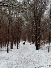 Load image into Gallery viewer, Arched Trees Sterling Silver Earrings with Rosecut White Moonstones