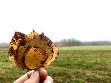 Load image into Gallery viewer, Gold-Flecked Aspen Leaf Earrings in 24K Gold and Silver
