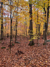 Load image into Gallery viewer, Arched Trees Sterling Silver Earrings with Rosecut Orange Kyanite